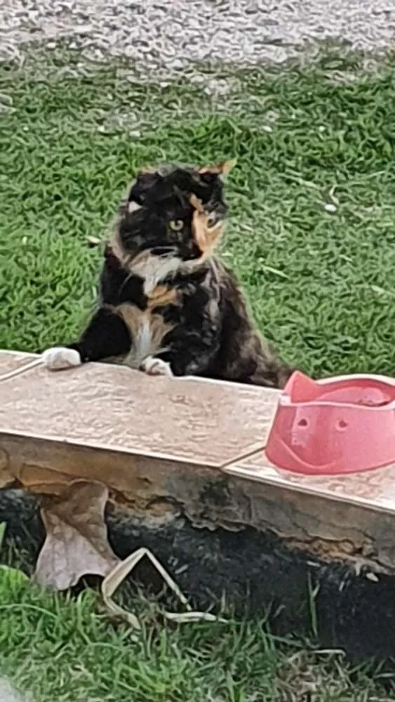 Gato ra a Não definida idade 1 ano nome Malhada