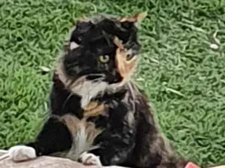 Gato ra a Não definida idade 1 ano nome Malhada