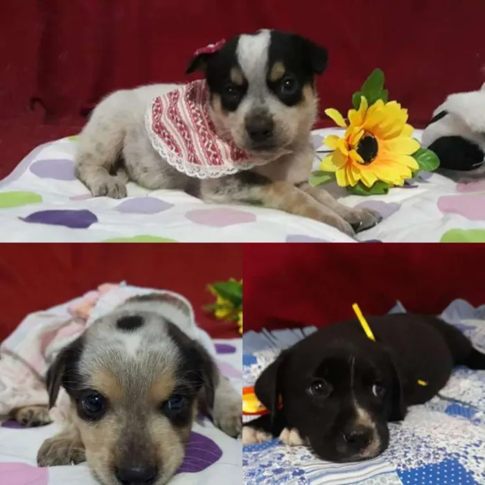 Cachorro raça SRD idade Abaixo de 2 meses nome Filhotes Taís