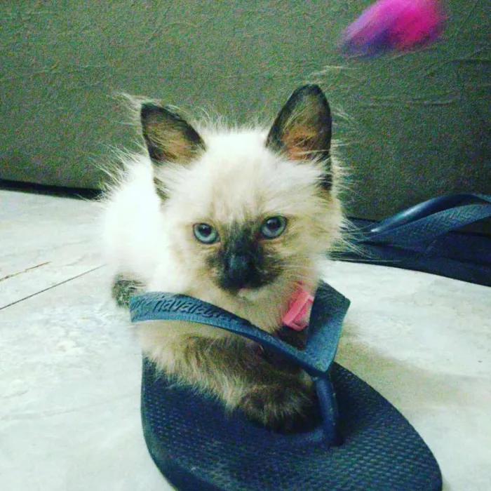 Gato ra a  idade Abaixo de 2 meses nome ME ESCOLHE!