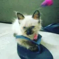ME ESCOLHE!