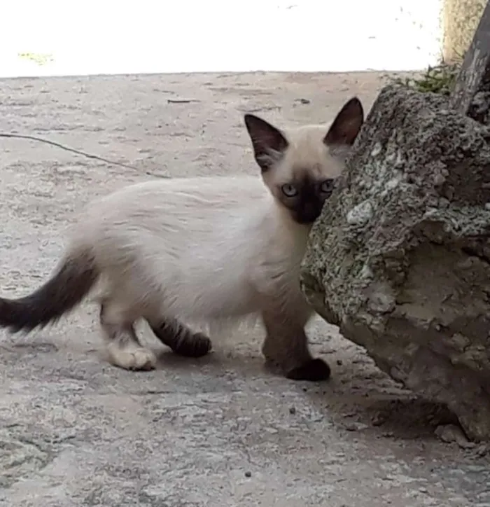 Gato ra a  idade Abaixo de 2 meses nome ME ESCOLHE!