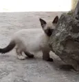 ME ESCOLHE!