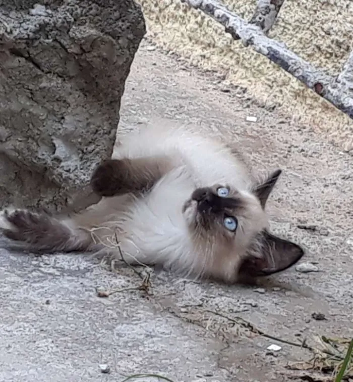Gato ra a  idade 2 a 6 meses nome ME ESCOLHE!