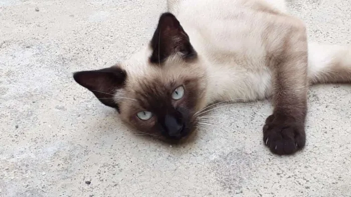 Gato ra a  idade 2 a 6 meses nome ME ESCOLHE!