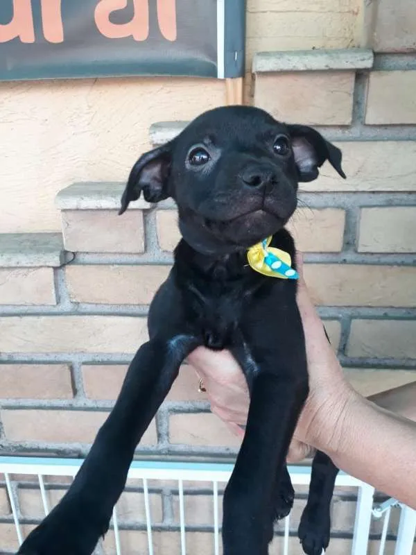 Cachorro ra a  idade 2 a 6 meses nome ME ESCOLHE!