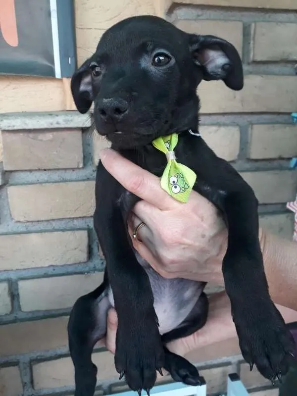 Cachorro ra a  idade 2 a 6 meses nome ME ESCOLHE!