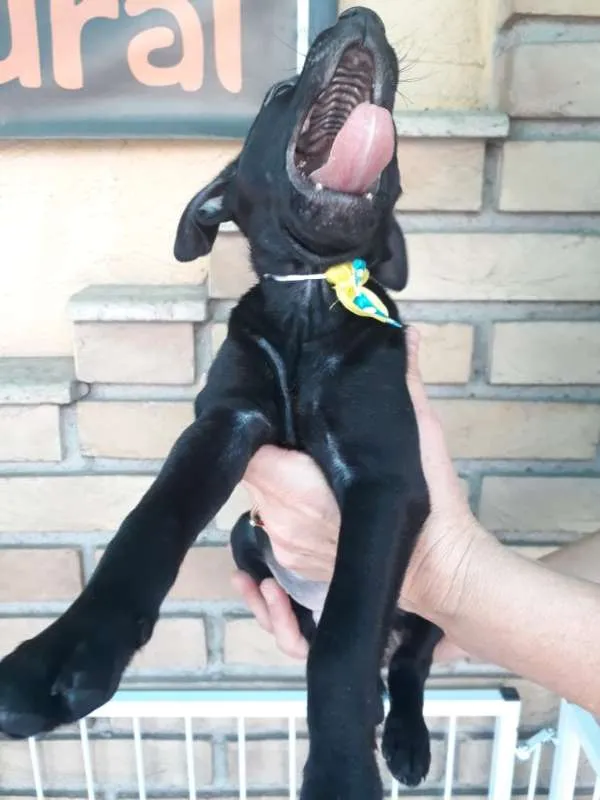 Cachorro ra a  idade 2 a 6 meses nome ME ESCOLHE!