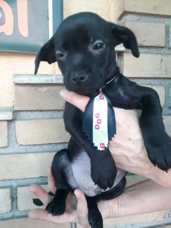 Cachorro ra a  idade 2 a 6 meses nome ME ESCOLHE!
