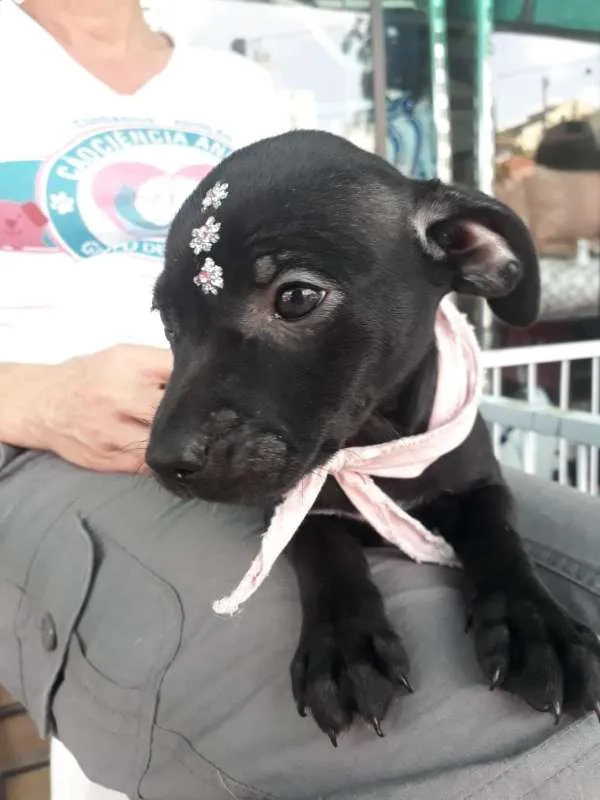 Cachorro ra a  idade 2 a 6 meses nome ME ESCOLHE!