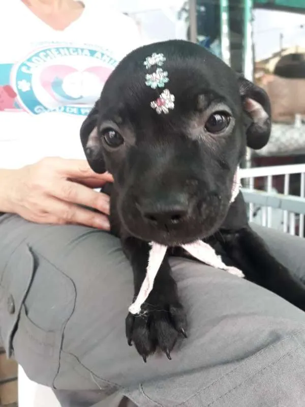 Cachorro ra a  idade 2 a 6 meses nome ME ESCOLHE!