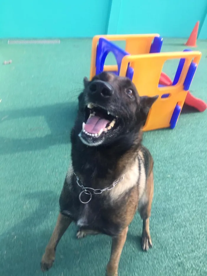 Cachorro ra a Pastor Malinois idade 5 anos nome Sara