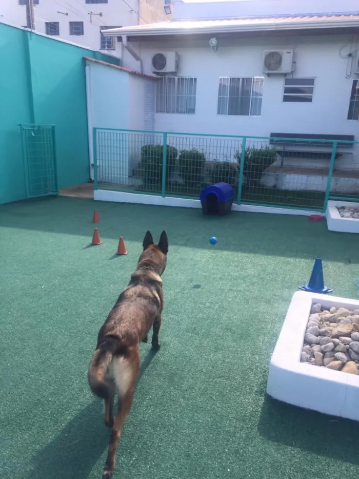 Cachorro ra a Pastor Malinois idade 5 anos nome Sara