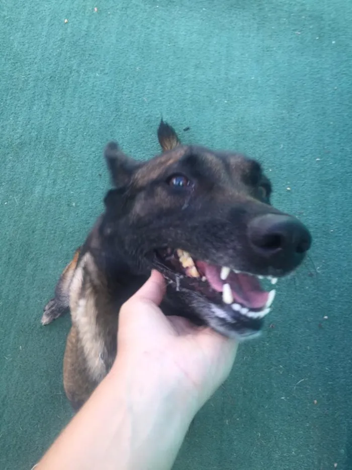 Cachorro ra a Pastor Malinois idade 5 anos nome Sara