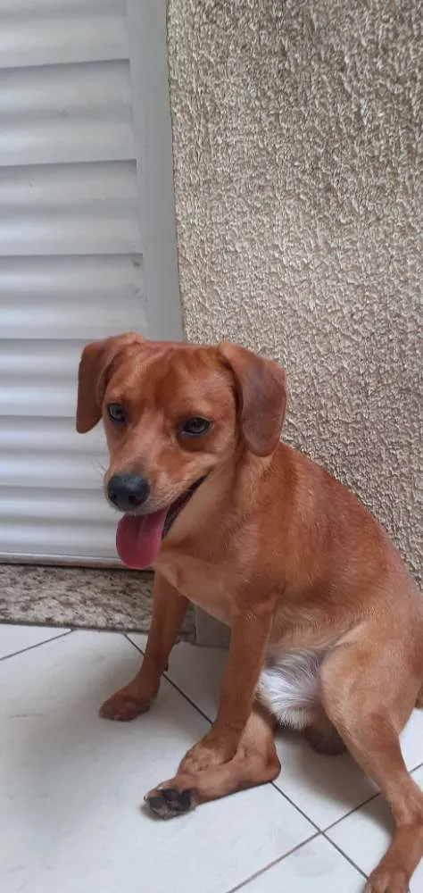 Cachorro ra a Vira lata idade 1 ano nome Loky
