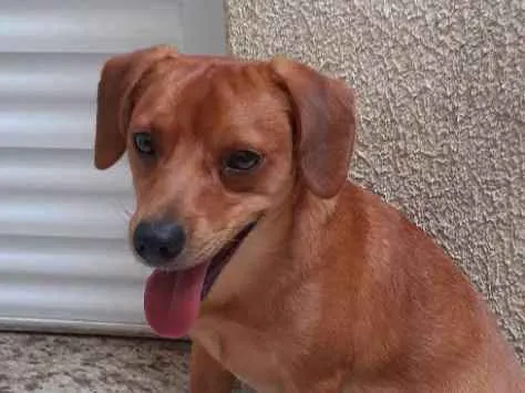Cachorro ra a Vira lata idade 1 ano nome Loky