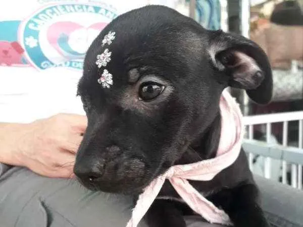 Cachorro ra a  idade 2 a 6 meses nome ME ESCOLHE!