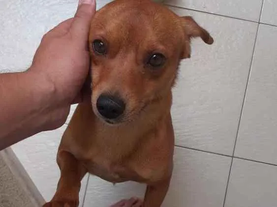 Cachorro ra a Vira lata idade 1 ano nome Loky