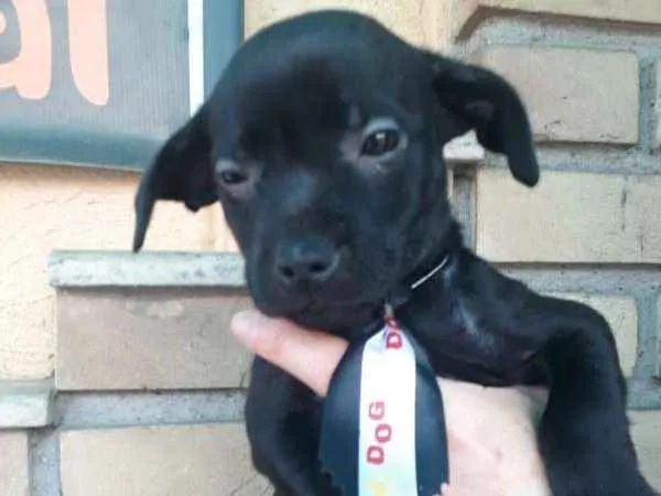 Cachorro ra a  idade 2 a 6 meses nome ME ESCOLHE!