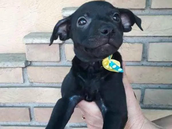 Cachorro ra a  idade 2 a 6 meses nome ME ESCOLHE!