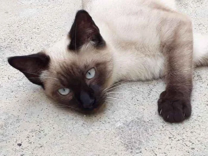 Gato ra a  idade 2 a 6 meses nome ME ESCOLHE!
