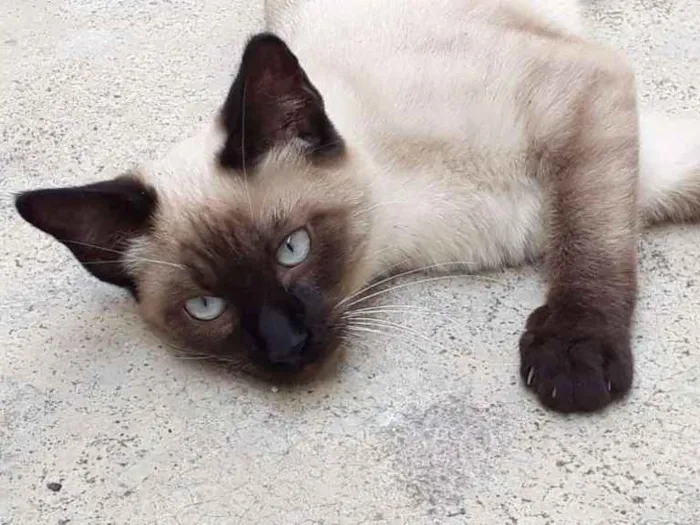 Gato ra a  idade 2 a 6 meses nome ME ESCOLHE!