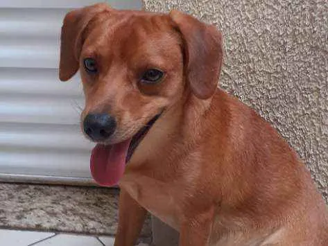 Cachorro ra a Vira lata idade 1 ano nome Loky