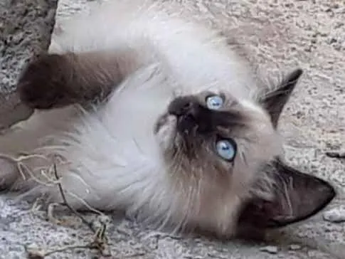 Gato ra a  idade 2 a 6 meses nome ME ESCOLHE!