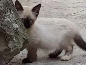 Gato raça  idade Abaixo de 2 meses nome ME ESCOLHE!