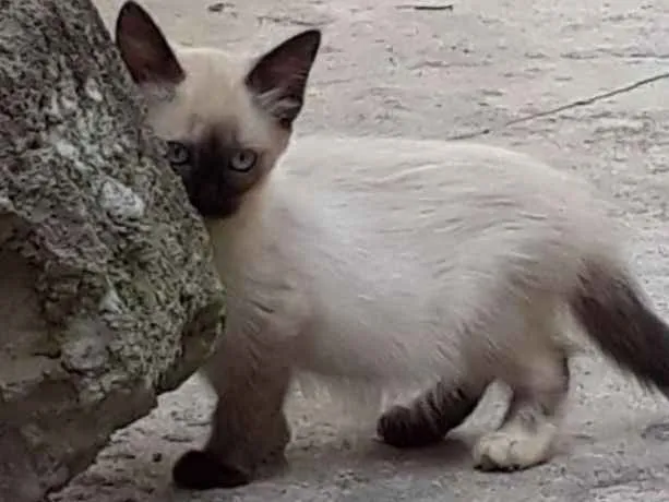 Gato ra a  idade Abaixo de 2 meses nome ME ESCOLHE!