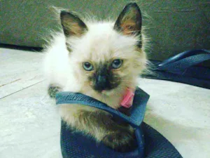 Gato raça  idade Abaixo de 2 meses nome ME ESCOLHE!