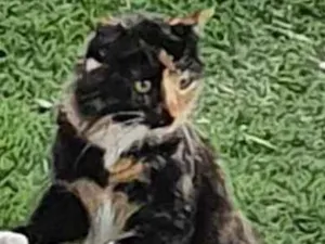 Gato raça Não definida idade 1 ano nome Malhada