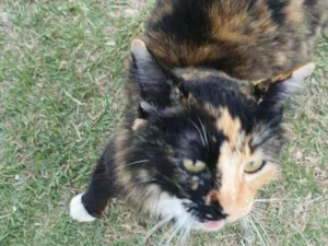 Gato raça Não definida idade 1 ano nome Malhada