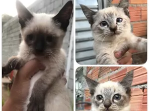 Gato raça Siamês  idade 2 a 6 meses nome Sem nome