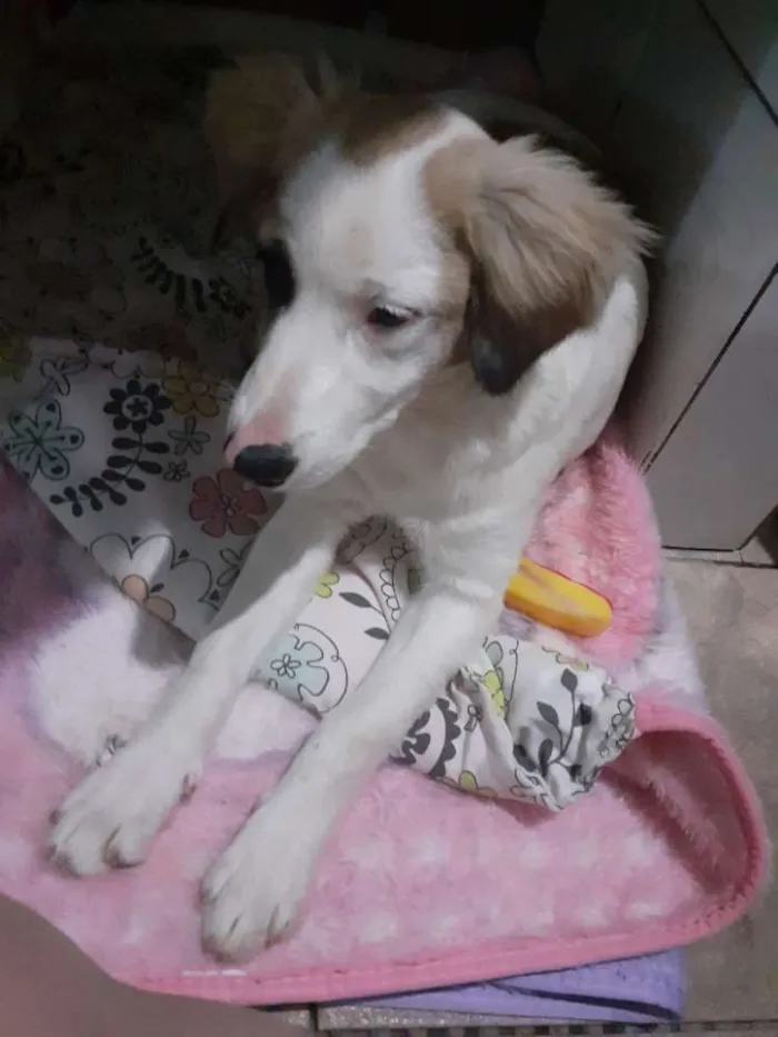 Cachorro raça Vira lata idade 2 a 6 meses nome Meg