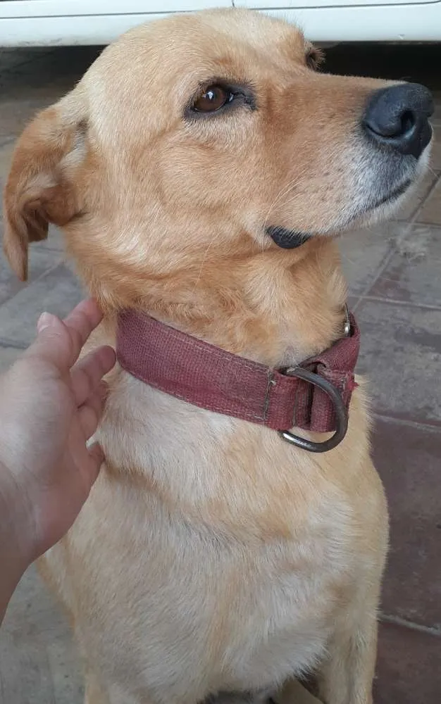 Cachorro ra a vira lata mestiço  com labrado idade 6 ou mais anos nome Bolt