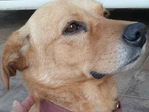 Cachorro ra a vira lata mestiço  com labrado idade 6 ou mais anos nome Bolt