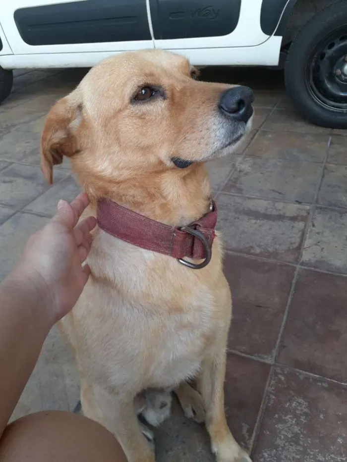 Cachorro ra a vira lata mestiço  com labrado idade 6 ou mais anos nome Bolt