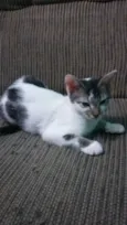Safira