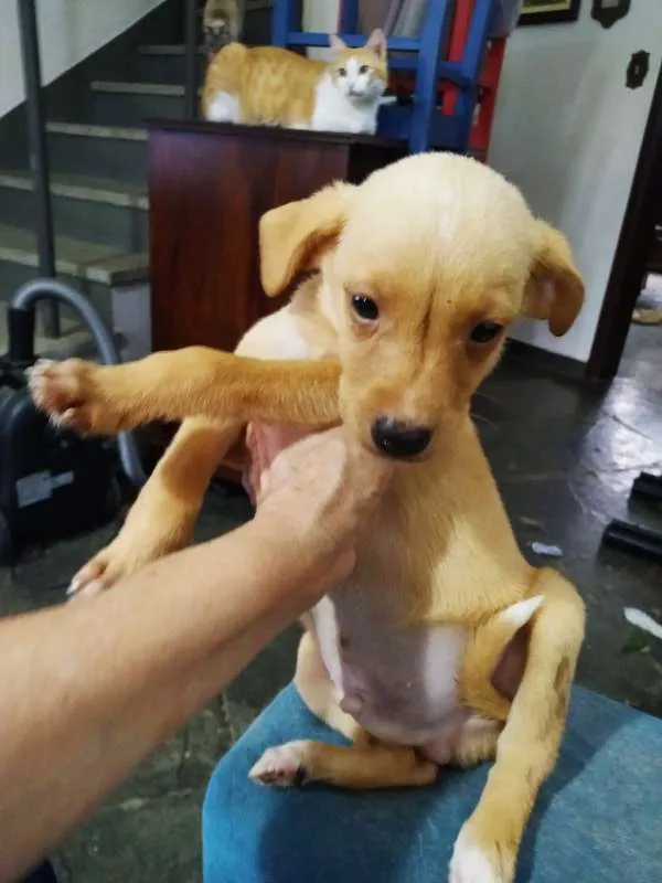 Cachorro ra a srd idade 2 a 6 meses nome Kaique