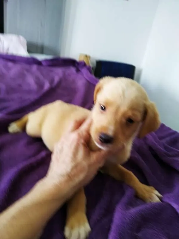 Cachorro ra a srd idade 2 a 6 meses nome Kaique