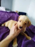 Kaique
