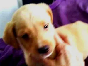 Cachorro raça srd idade 2 a 6 meses nome Kaique