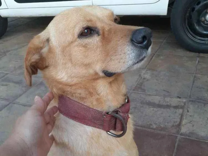 Cachorro ra a vira lata mestiço  com labrado idade 6 ou mais anos nome Bolt