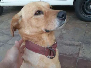 Cachorro raça vira lata mestiço  com labrado idade 6 ou mais anos nome Bolt