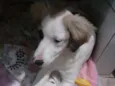 Meg