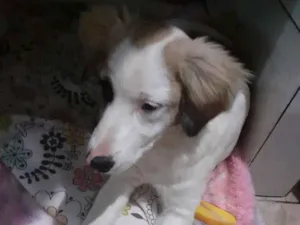 Cachorro raça Vira lata idade 2 a 6 meses nome Meg