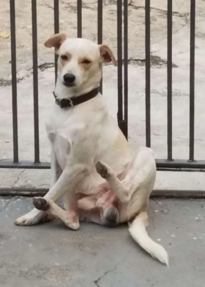 Cachorro ra a Vira lata idade  nome Não sei 