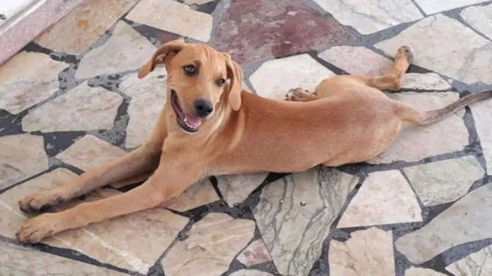 Cachorro ra a SRD idade 2 a 6 meses nome Amendoim