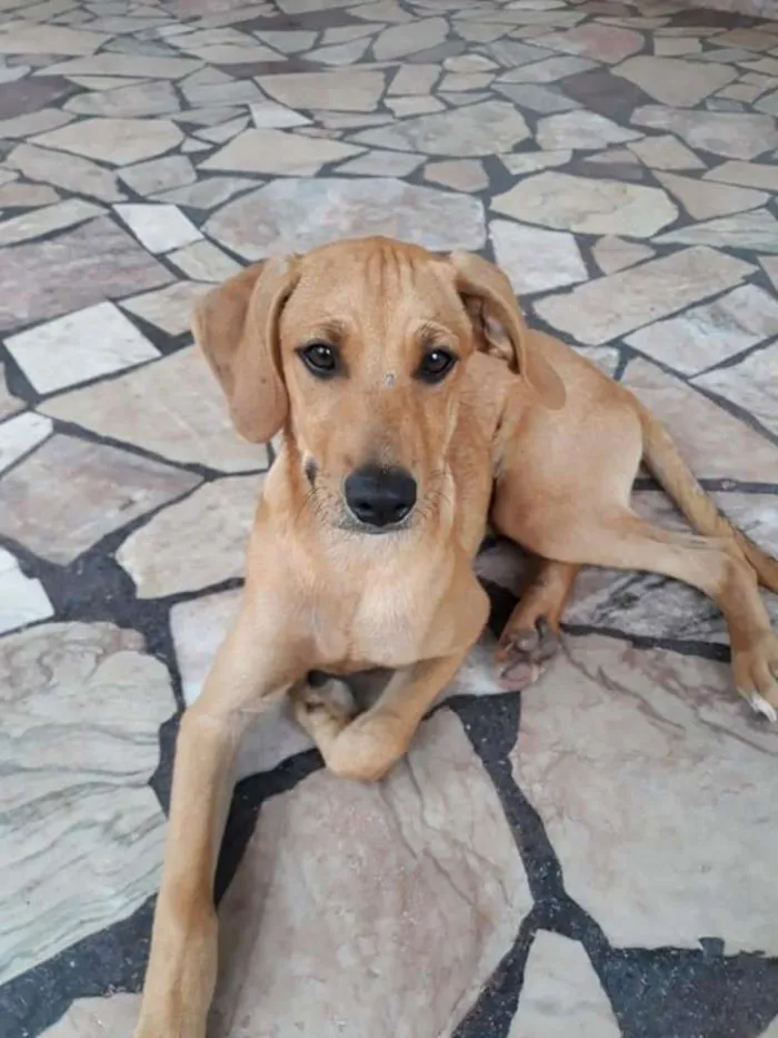 Cachorro ra a SRD idade 2 a 6 meses nome Amendoim